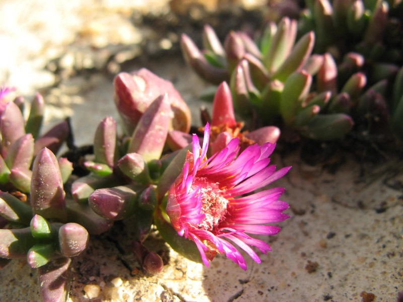 Acrodon parvifolius photo 3