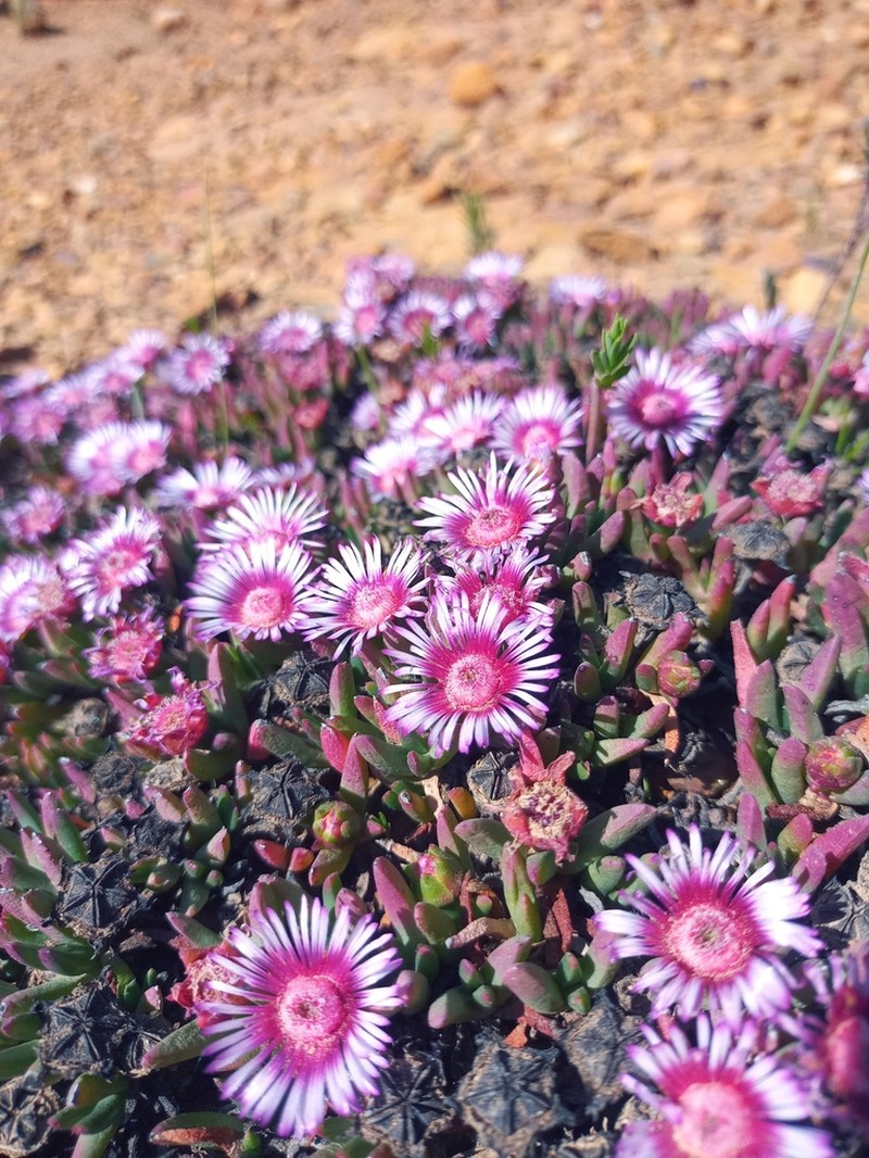 Acrodon parvifolius photo 4