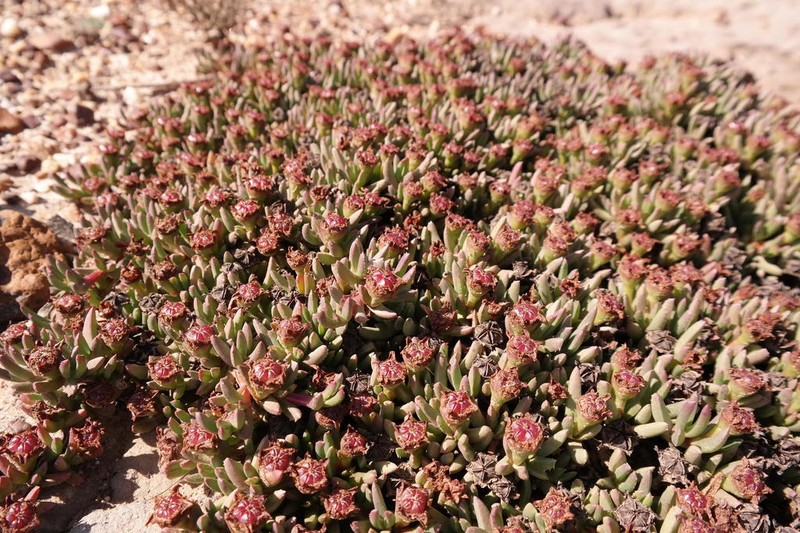 Acrodon parvifolius photo 5