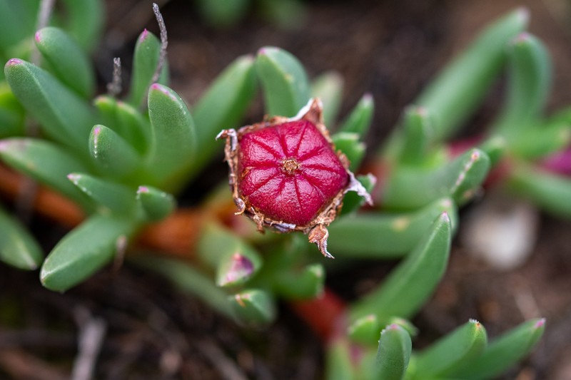 Acrodon parvifolius photo 6