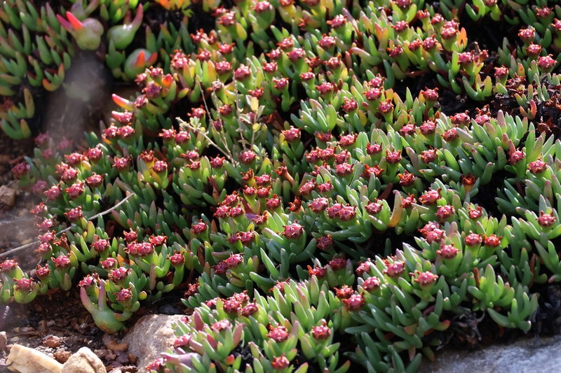Acrodon parvifolius photo 8