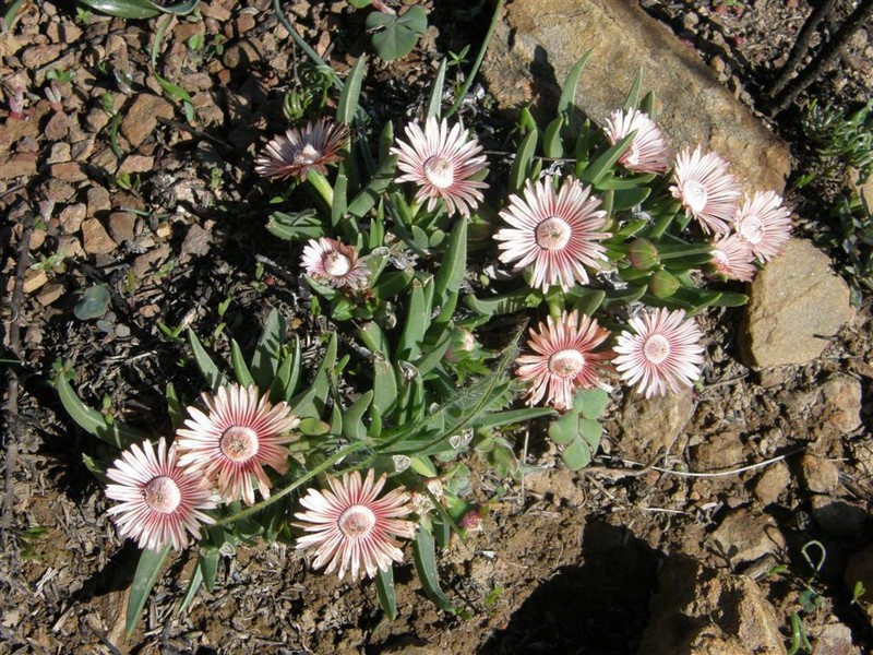Acrodon subulatus