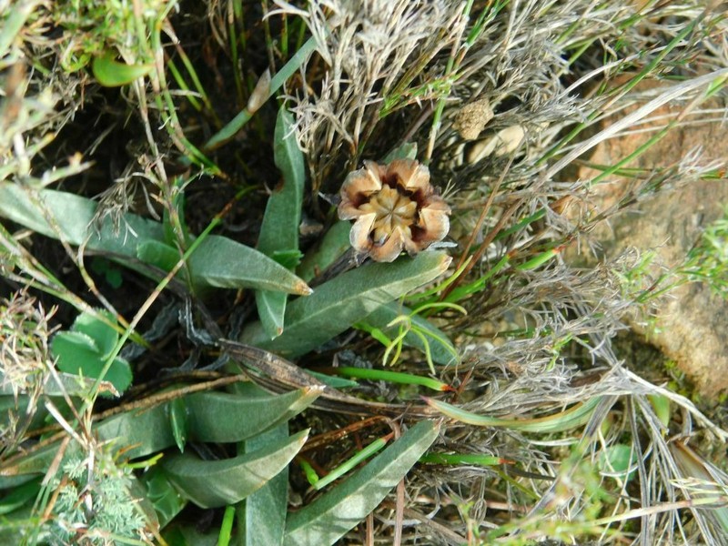 Acrodon subulatus photo 2