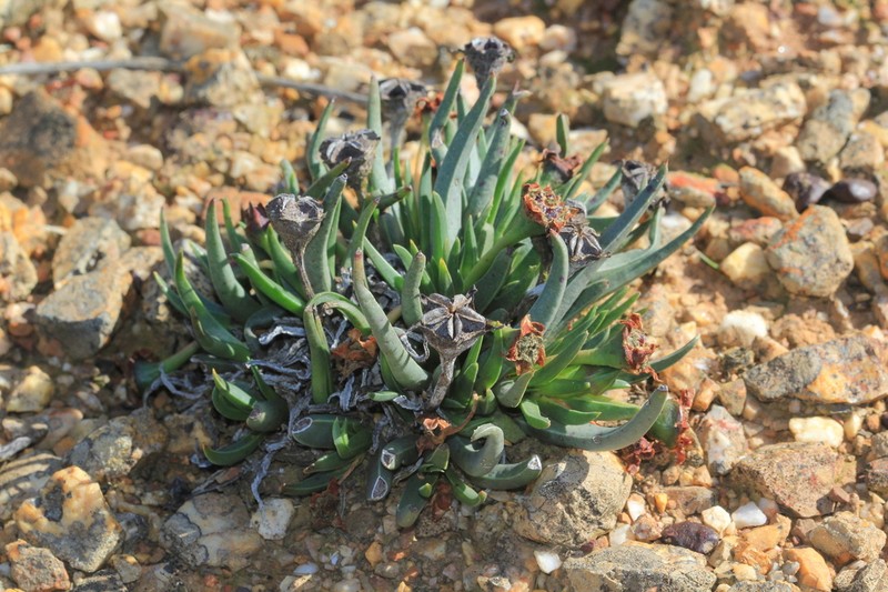 Acrodon subulatus photo 3