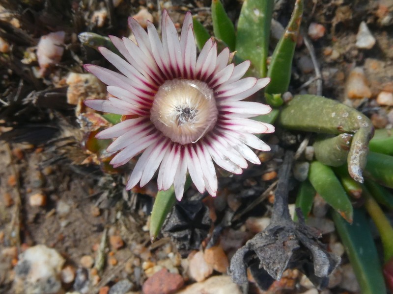Acrodon subulatus photo 4