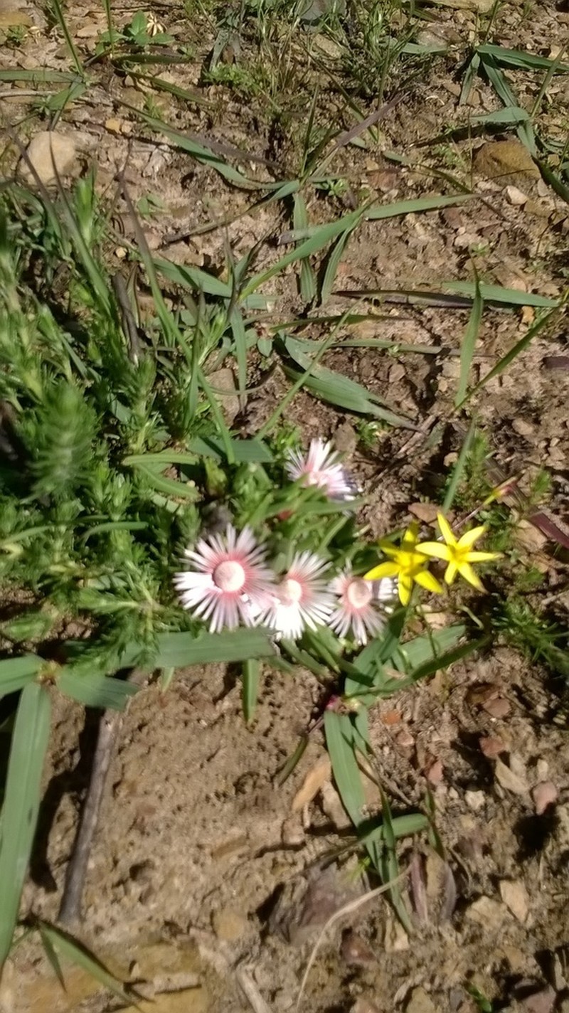 Acrodon subulatus photo 6