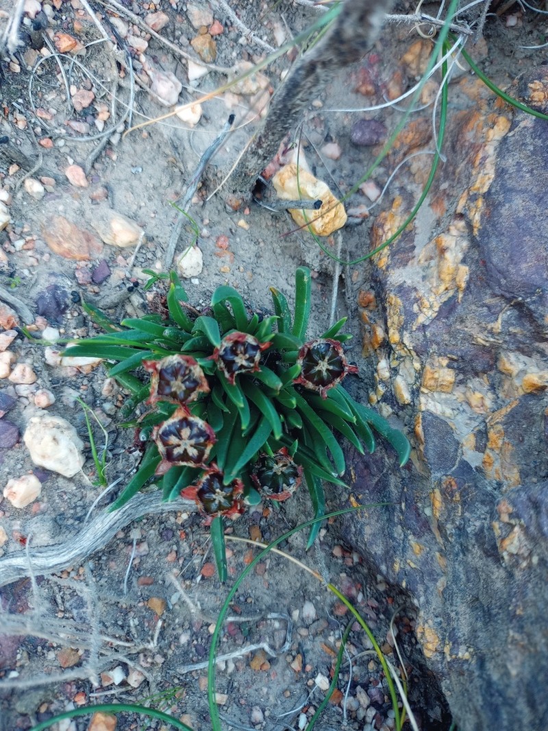 Acrodon subulatus photo 7