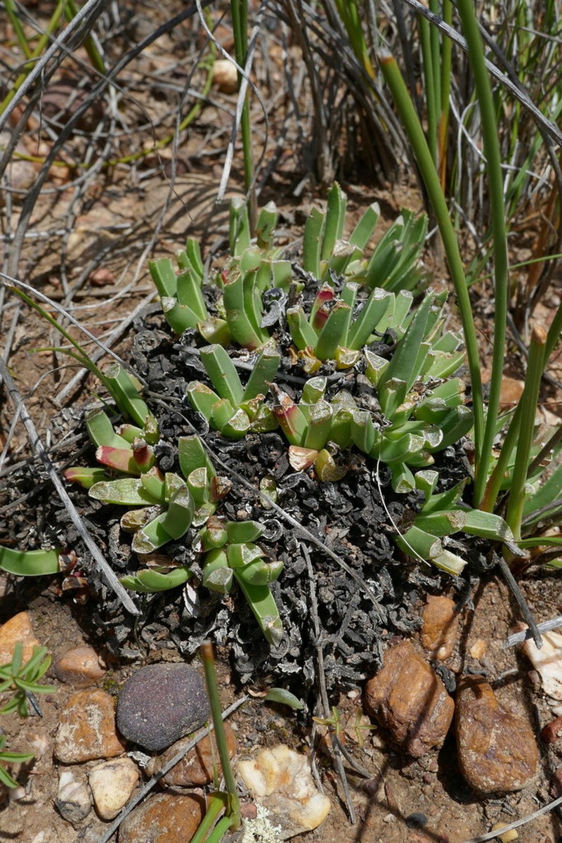 Acrodon subulatus photo 8