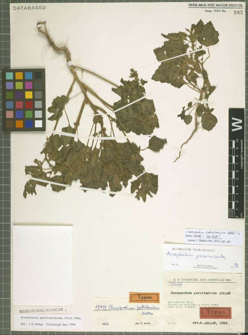 Acroglochin muliensis
