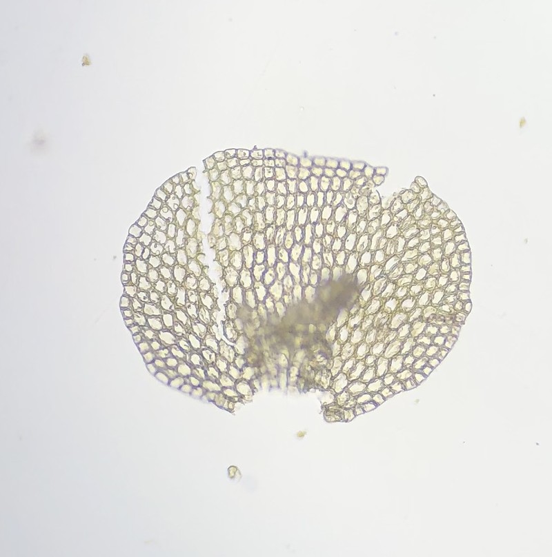 Acrolejeunea heterophylla