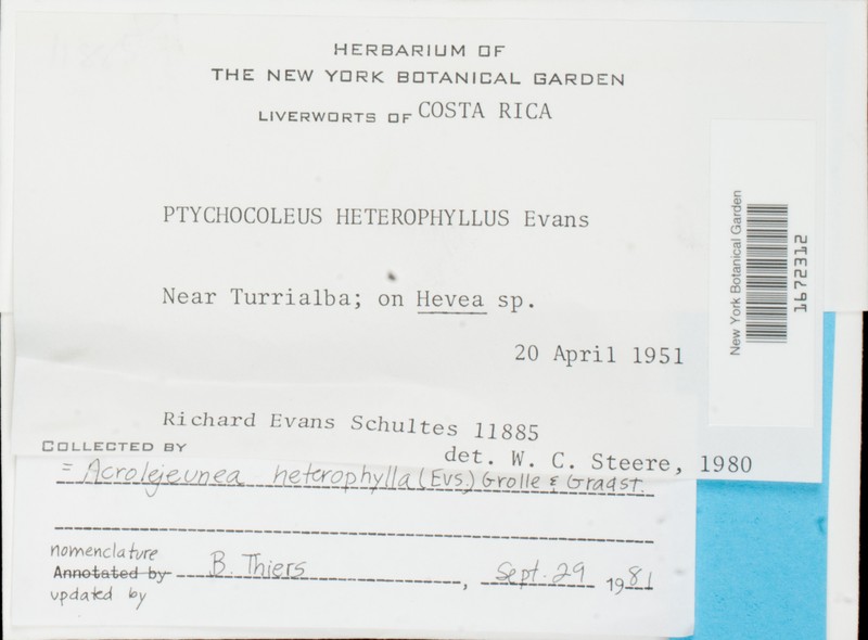 Acrolejeunea heterophylla photo 2