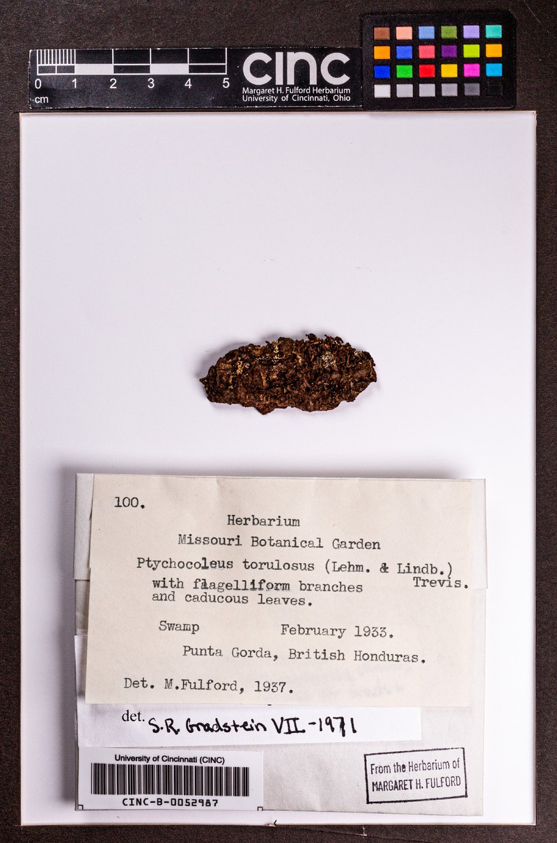 Acrolejeunea heterophylla photo 5