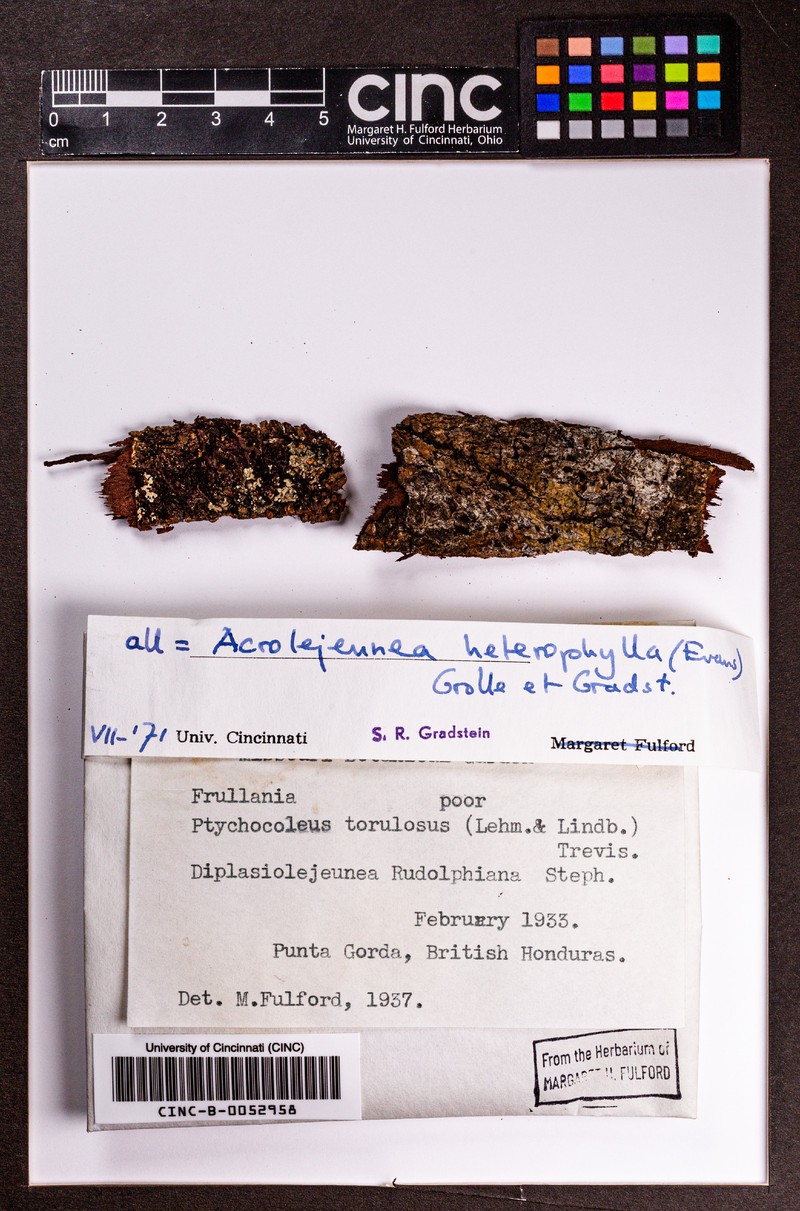 Acrolejeunea heterophylla photo 6