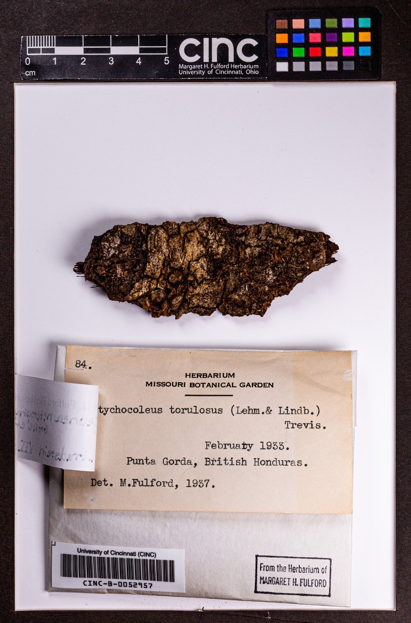 Acrolejeunea heterophylla photo 7
