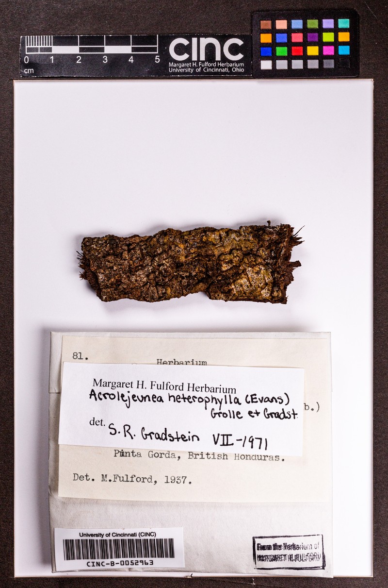 Acrolejeunea heterophylla photo 8