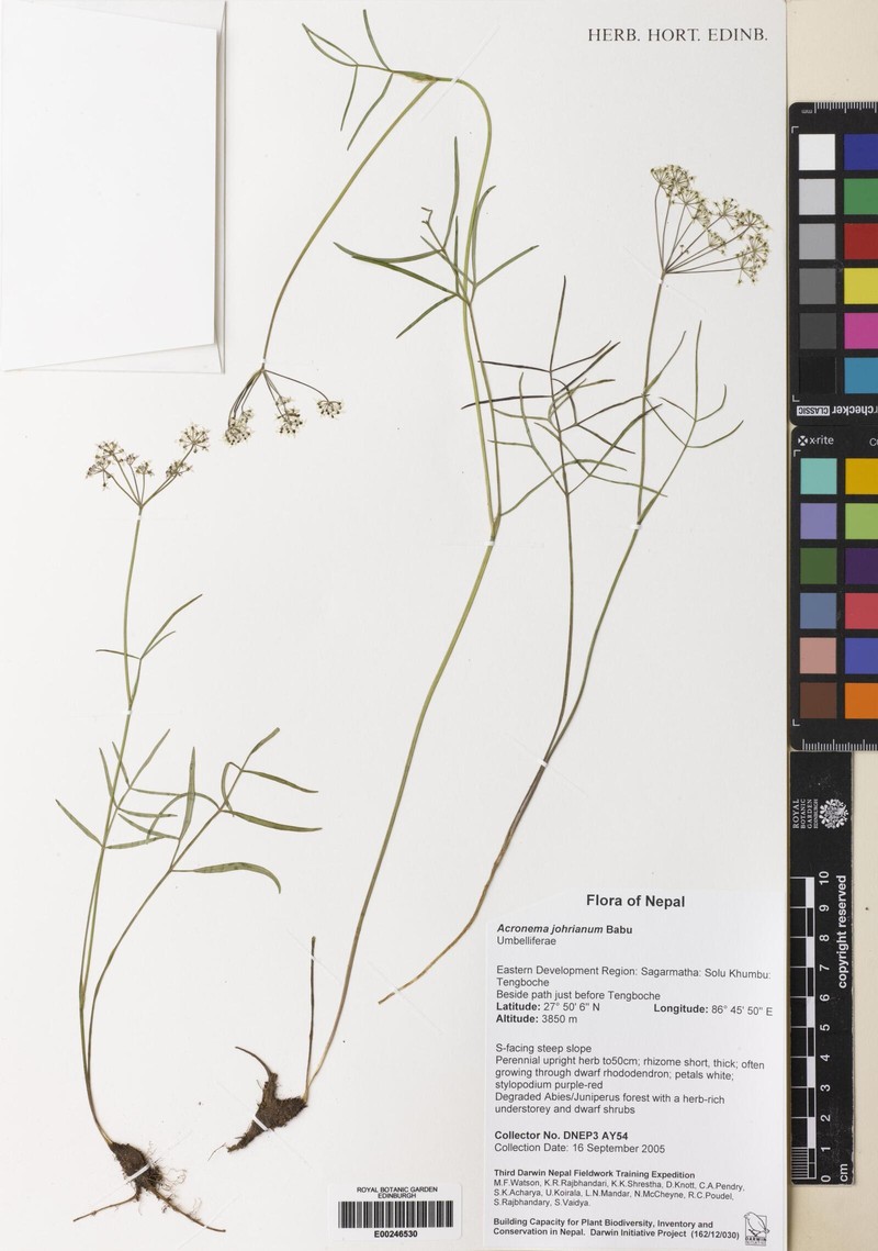 Acronema johrianum