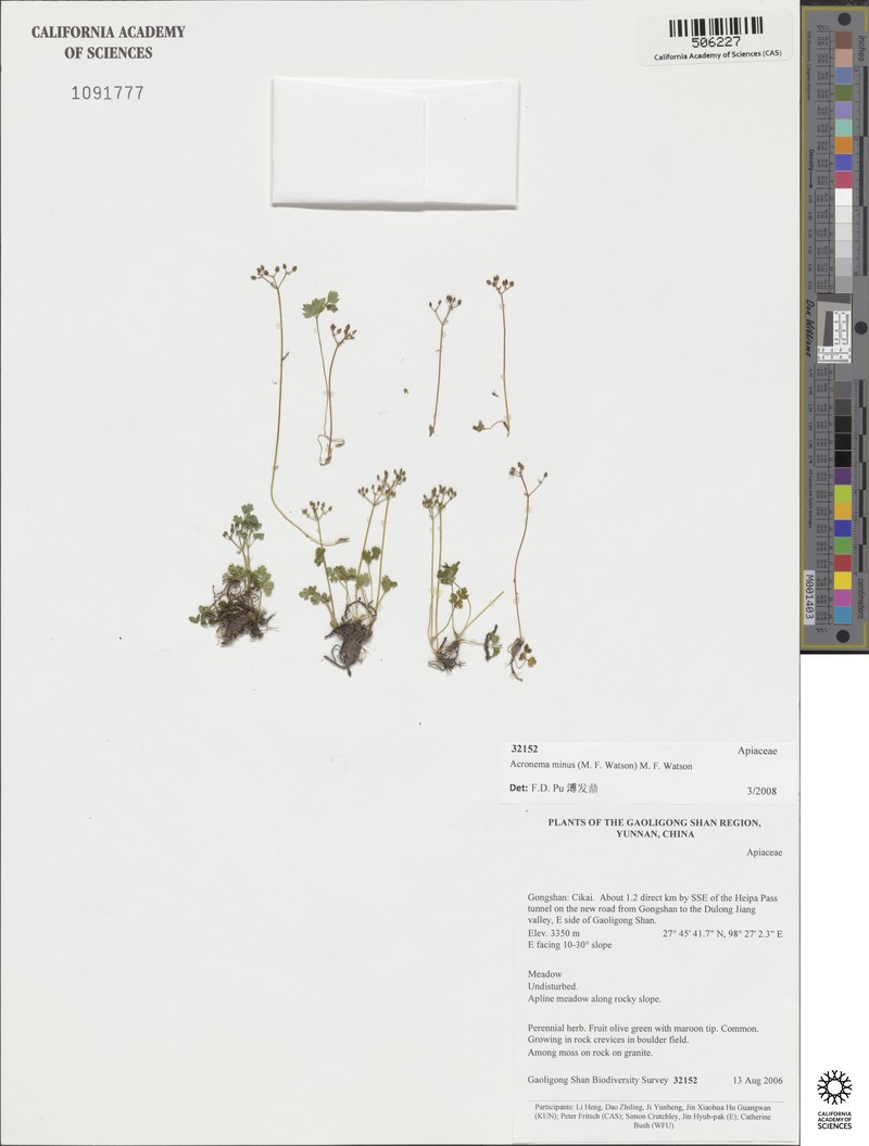 Acronema minus photo 2