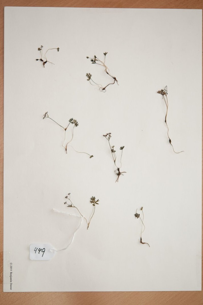 Acronema tenerum photo 2