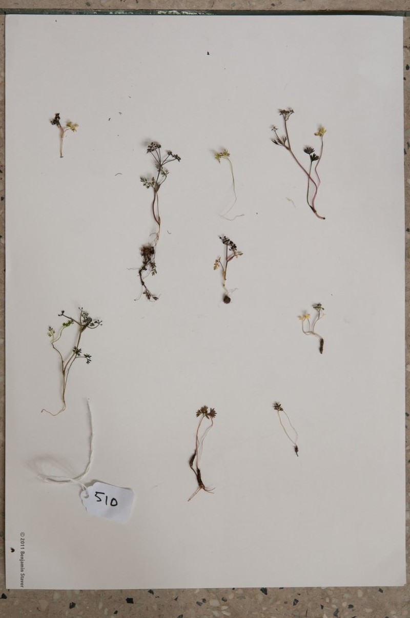Acronema tenerum photo 3