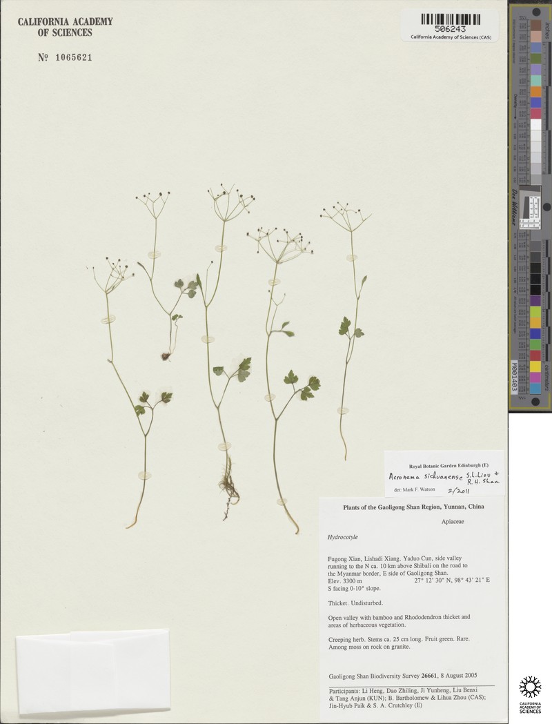 Acronema tenerum photo 5