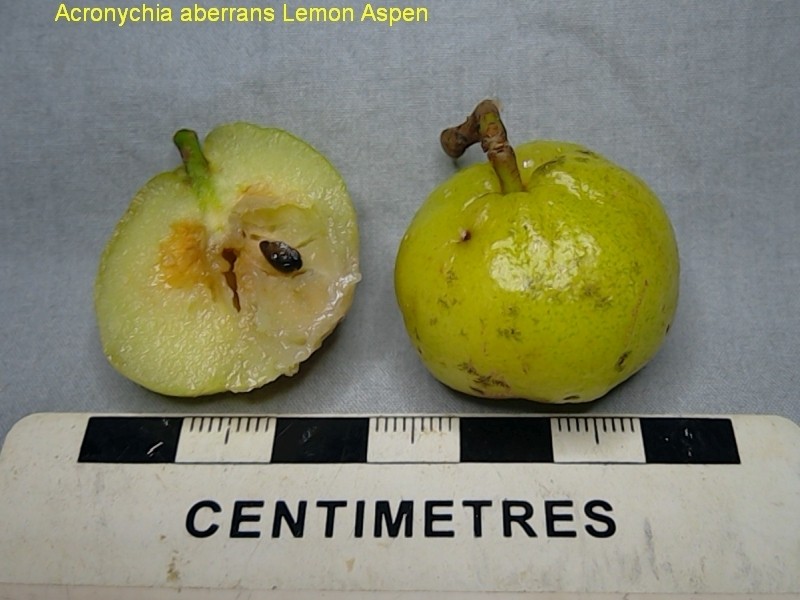 Acronychia aberrans