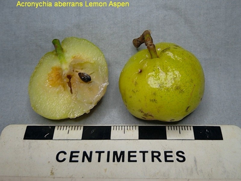 Acronychia aberrans photo 2