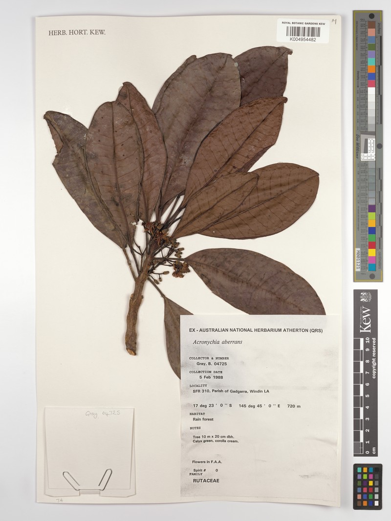 Acronychia aberrans photo 3