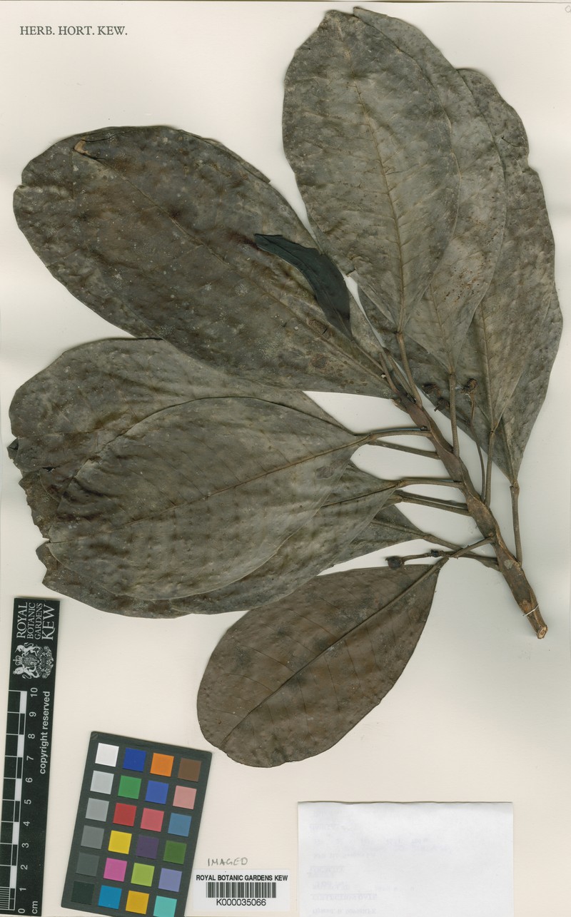Acronychia aberrans photo 4