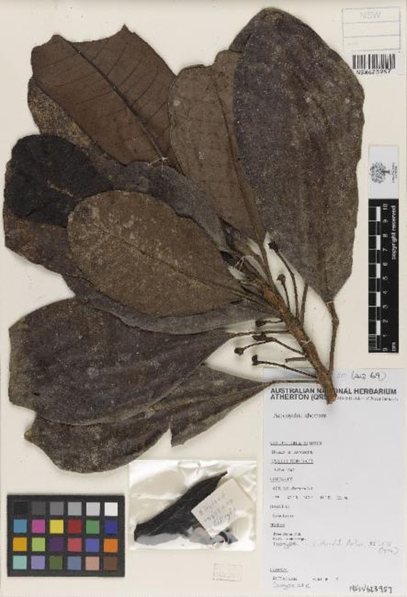 Acronychia aberrans photo 5
