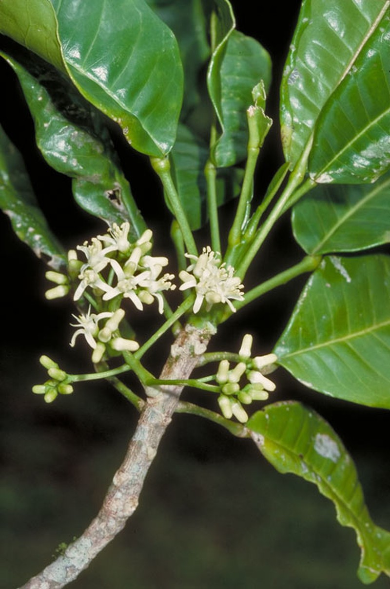 Acronychia acidula
