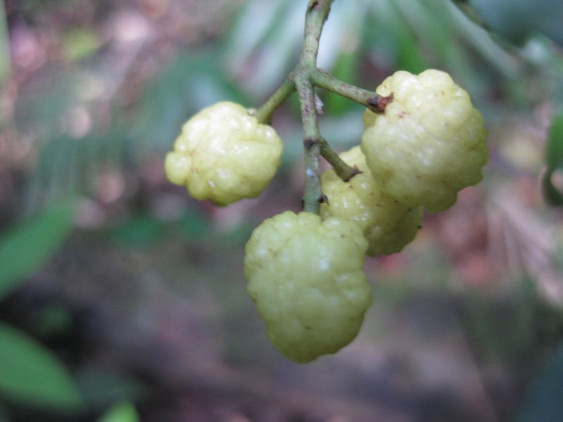 Acronychia acidula photo 2