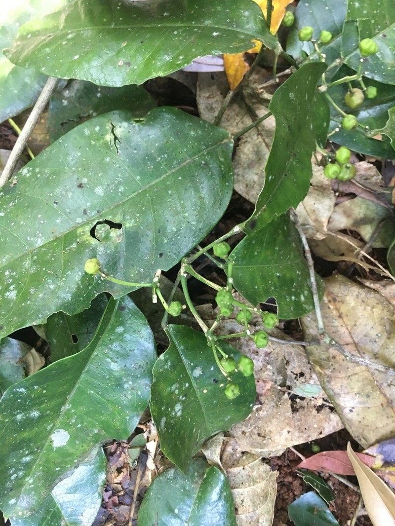Acronychia acidula photo 3