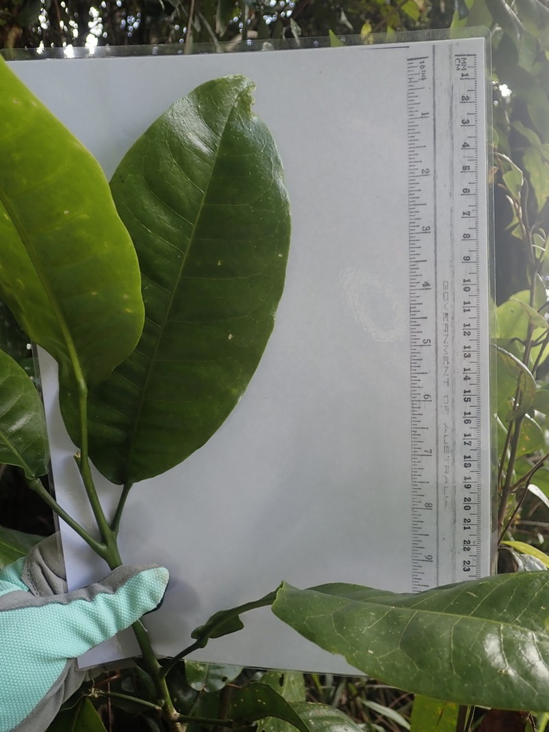 Acronychia acidula photo 4