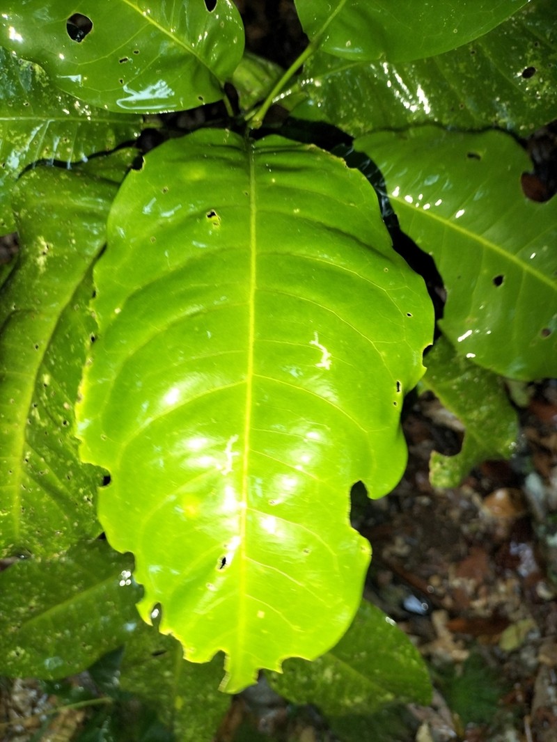 Acronychia acidula photo 5