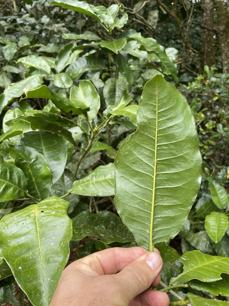 Acronychia acidula photo 7