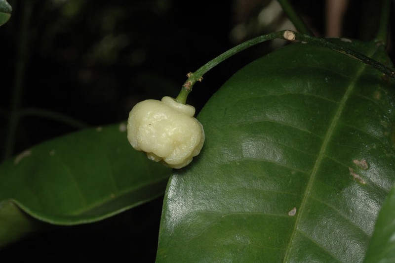 Acronychia acidula photo 8