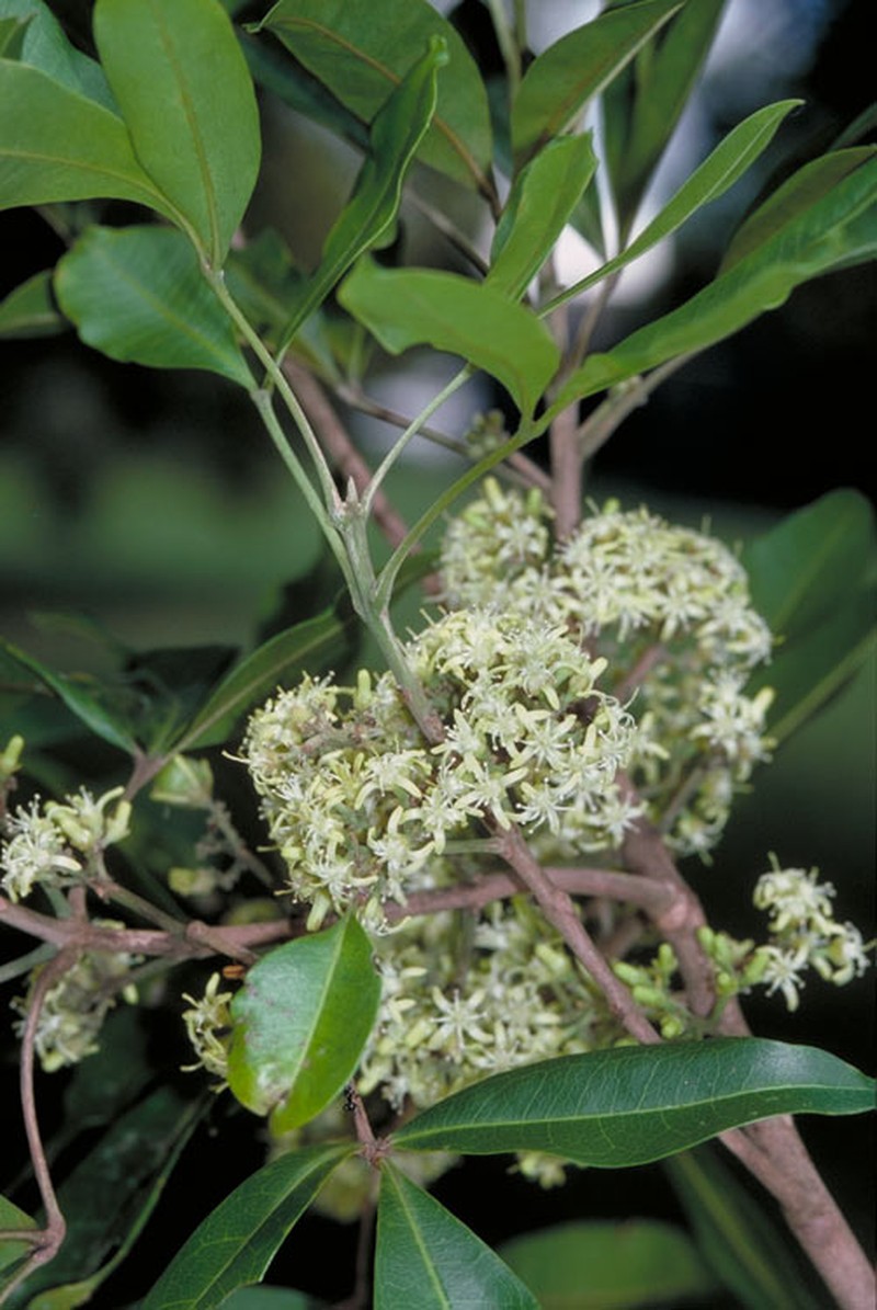 Acronychia acronychioides