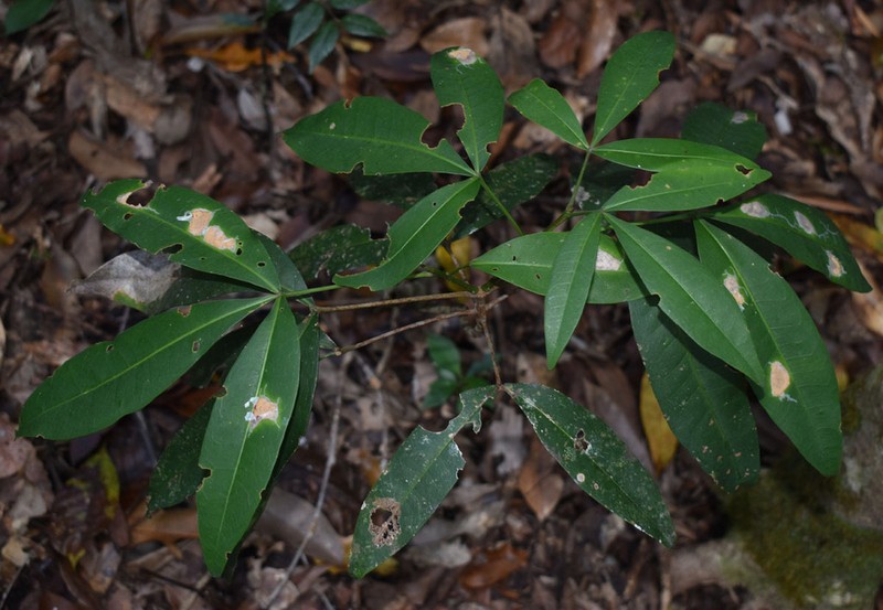 Acronychia acronychioides photo 2