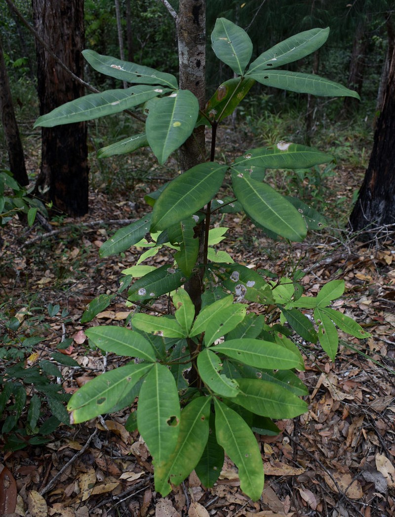 Acronychia acronychioides photo 3