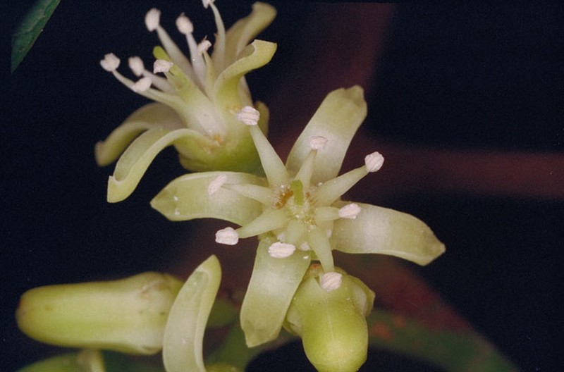 Acronychia acronychioides photo 8