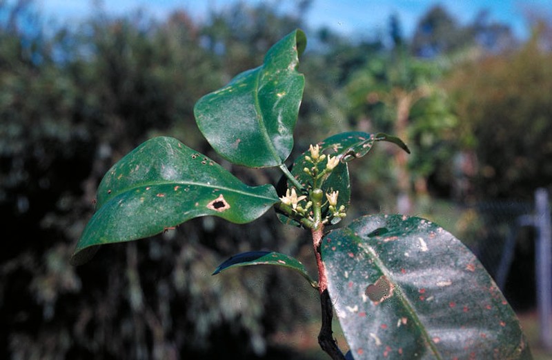 Acronychia acuminata