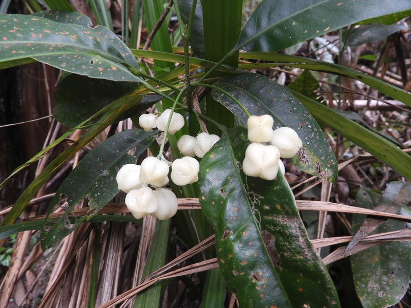 Acronychia acuminata photo 2