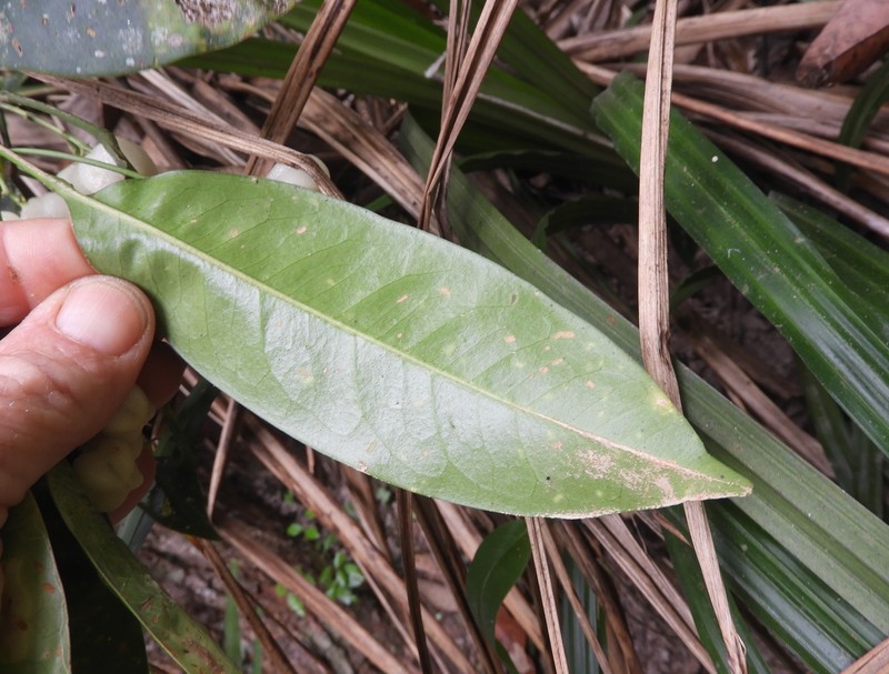 Acronychia acuminata photo 3