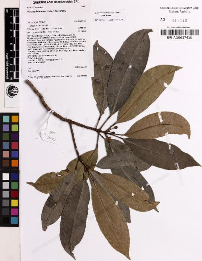 Acronychia acuminata photo 4