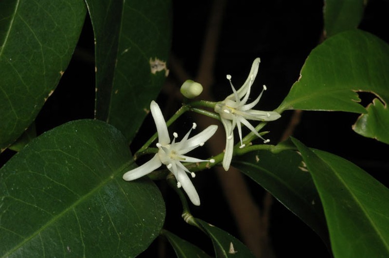 Acronychia baeuerlenii