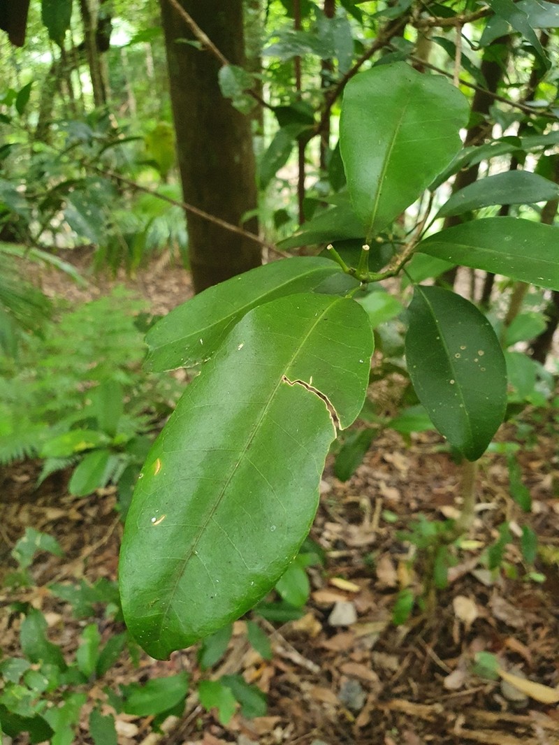 Acronychia baeuerlenii photo 2