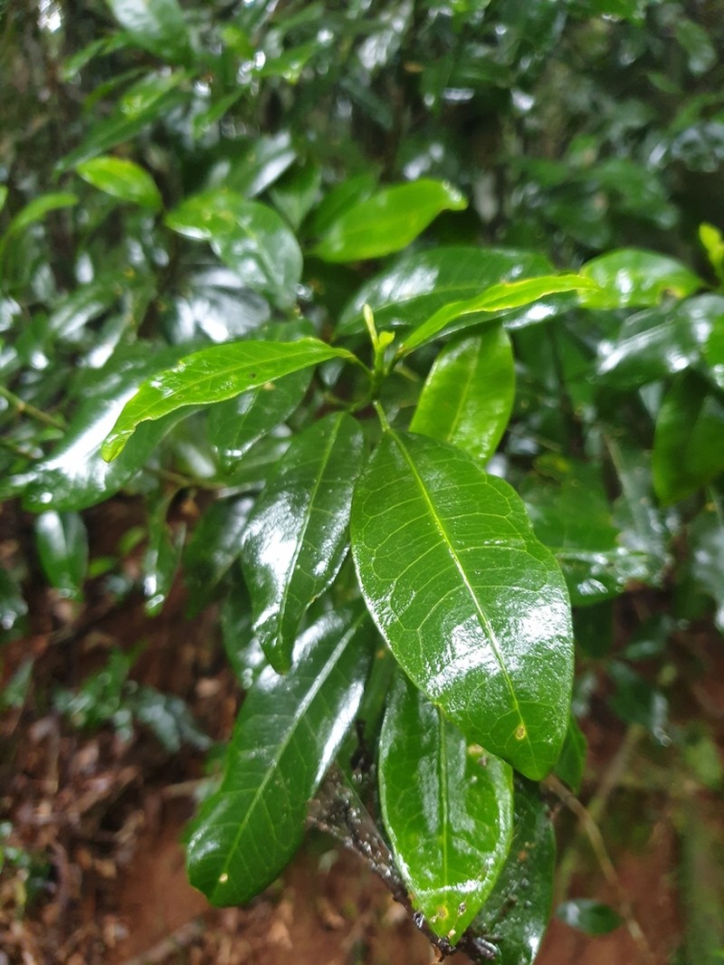 Acronychia baeuerlenii photo 4