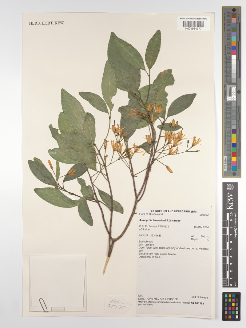 Acronychia baeuerlenii photo 7