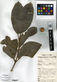 Acronychia cartilaginea