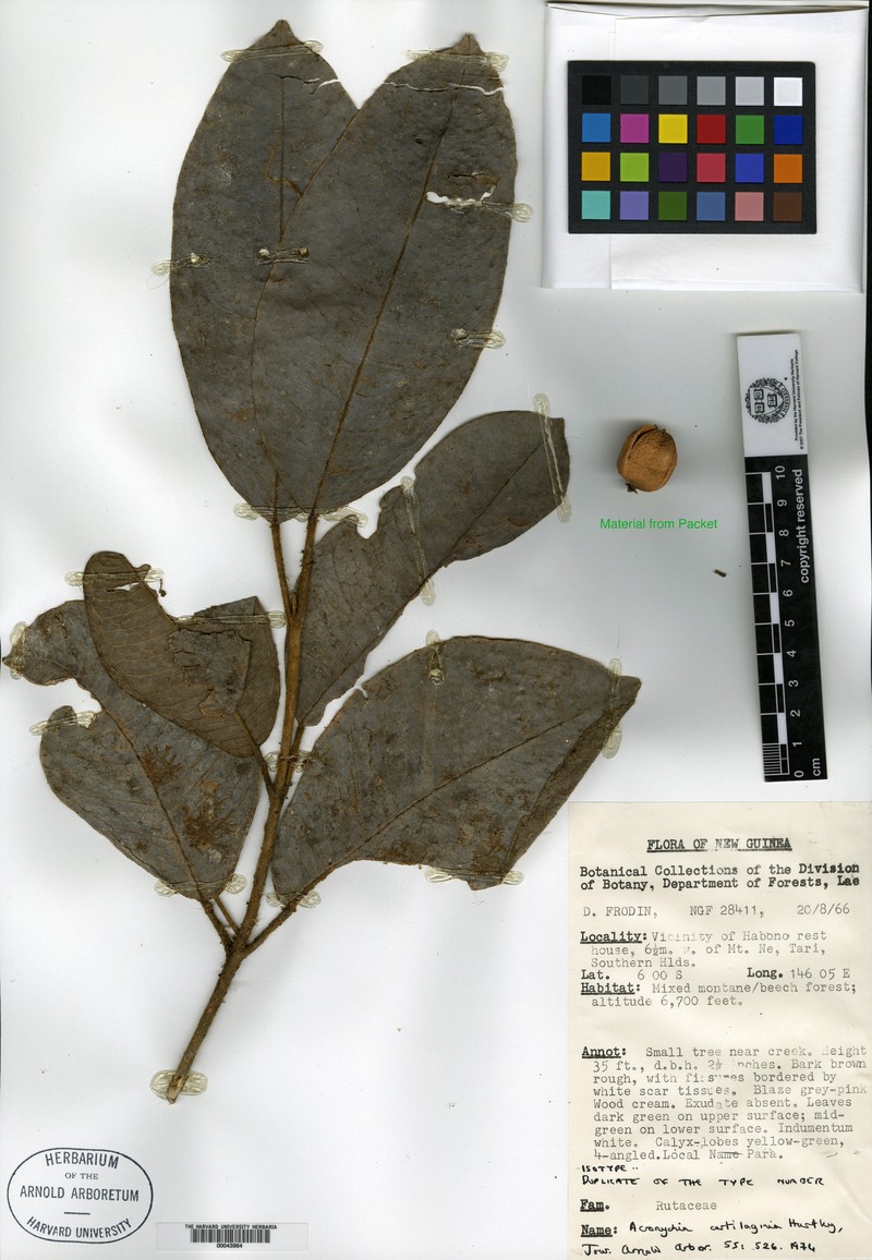 Acronychia cartilaginea